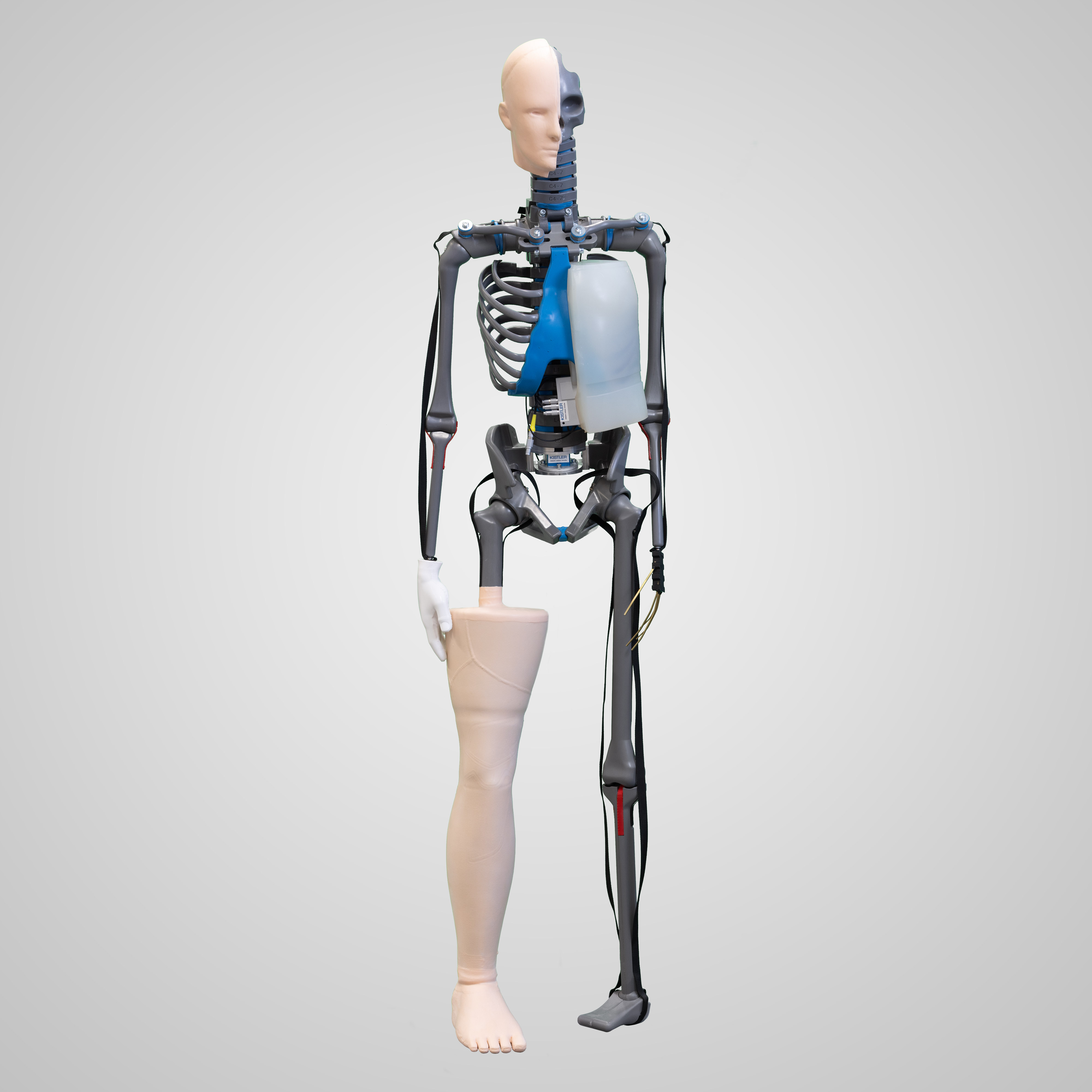 Customized Dummys Biofidelic Dummy ATD Dummy CTS Crashtest Customized Dummys Biofidelic Dummy ATD Dummy CTS Crashtest